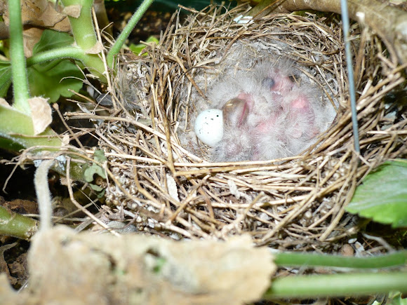 Spotting Image 1
