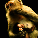 Monkey