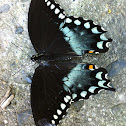 Spicebush swallowtail