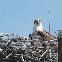 Osprey