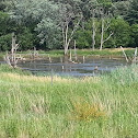 swamp