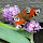 Butterflies & Moths of the UK
