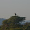 Secretarybird