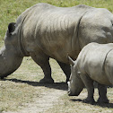White Rhinoceros