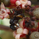 Stingless bee