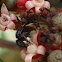 Stingless bee