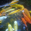 Koi/Nishikigoi