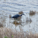 Little Blue Heron