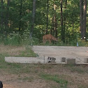 White-tailed deer