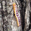 Variable Oakleaf Caterpillar Moth