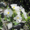 Mt. Cook lily