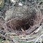 Magpie nest