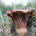 Chanterelle