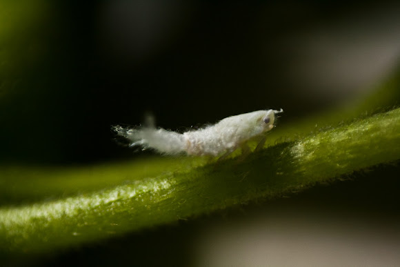 Spotting Image 1