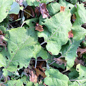 Burdock