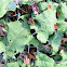 Burdock