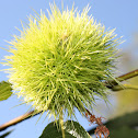 Sweet chestnut,Castanheiro