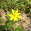 Rosinweed