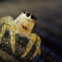 Jumping Spider