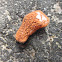 Compound tunicate