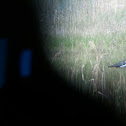 Northern Lapwing - Kiebitz
