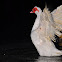 Muscovy Duck