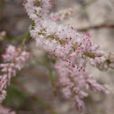 Sandhill Wireweed