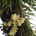 bamboo orchid