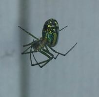 Spotting Image 1