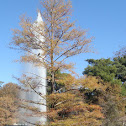 Bald cypress