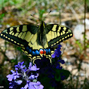 Old World Swallowtail