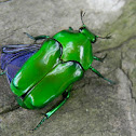 flower beetle