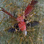 weaver ants (and prey)