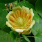Tulípero de Virginia. Tulip tree