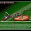 Ant