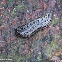Slug