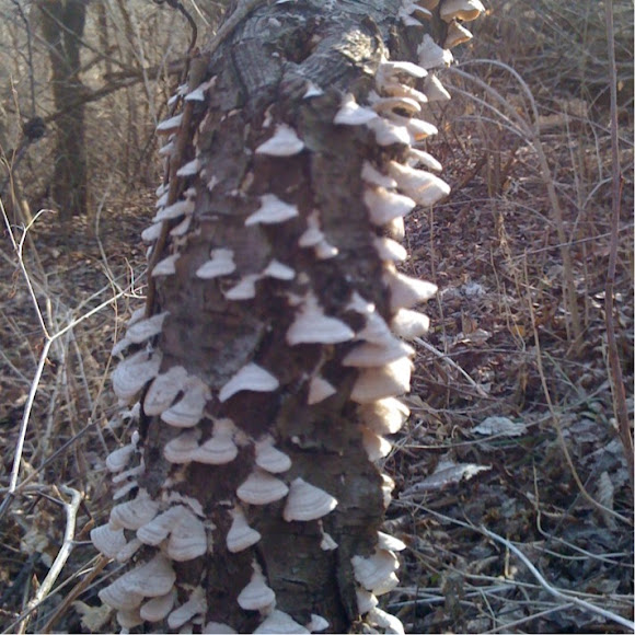 Spotting Image 1