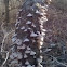 Fungi