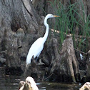 Cattle egret