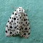 Arctiidae moth