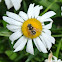 Hoverfly