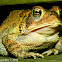 American Toad