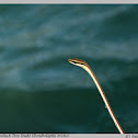 Giri's bronzeback tree snake