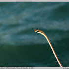 Giri's bronzeback tree snake