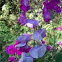 Sweet pea
