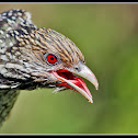 Asian Koel