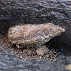 Praying mantis egg pod