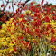 Kangaroo paw blooms