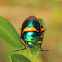Green Jewel Bug