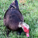 Muscovy duck